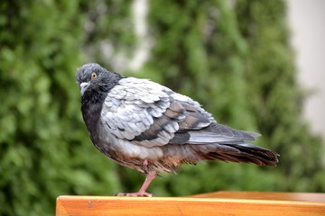 Detail of a wild pigeon portrait