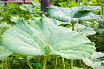 Fresh juicy green leaves of burdock