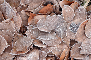 Brown frosted leaves / Frozen leaf / Leaf ice