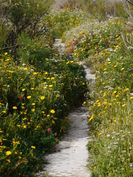 Fototapeta stone way with yellow flowers on the side 