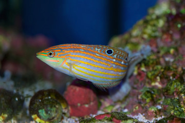 Obraz na płótnie Canvas Halichoeres cosmetus, commonly called the Adorned Wrasse, a saltwater fish from the Indian Ocean