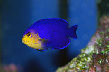 Pygmy or Cherub Angelfish, Centropyge argi, from the Caribbean