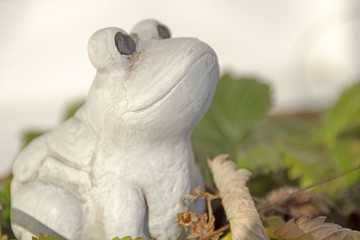 Tree frog in the strawberry patch 