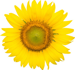 Obraz premium słoneczniki