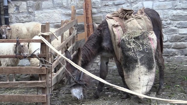 Asno comiendo y ovejas