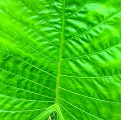close up plant Leaves texture background   
