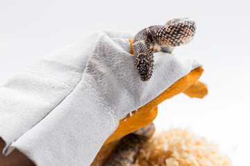 Lampropeltis getula meansi, commonly known as Apalachicola Kings