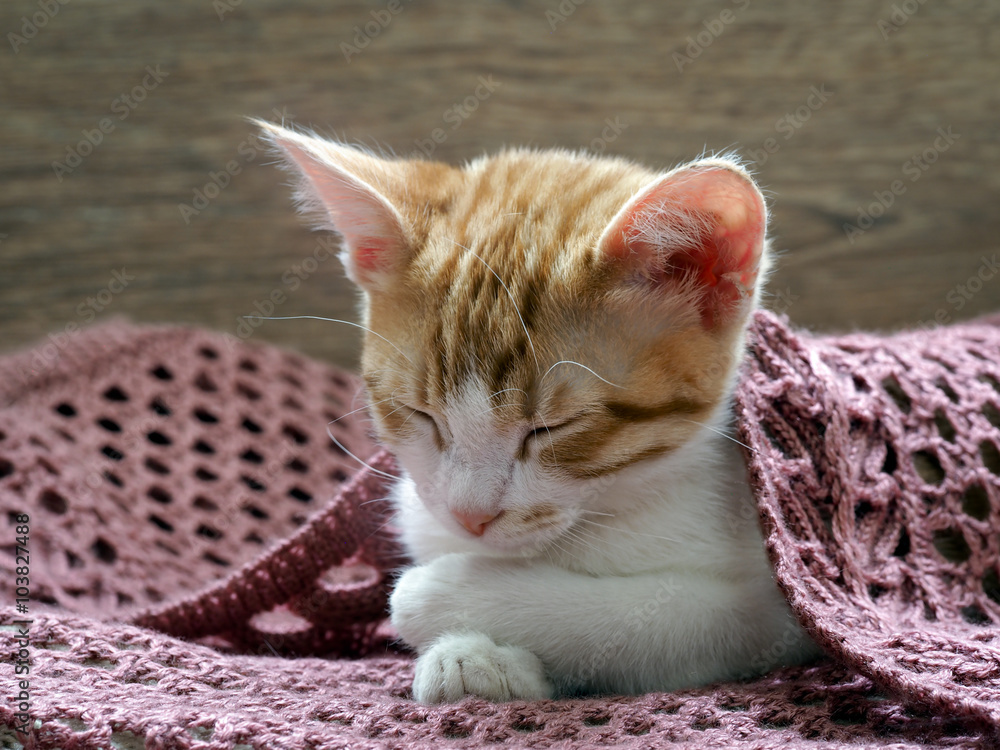 Wall mural cute kitten sleeping under a knitted blanket. kitten funny folded legs. portrait of a cat