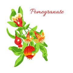 blossoming pomegranate fruits