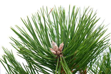 Spring pine buds - Pinus nigra Nana - obrazy, fototapety, plakaty