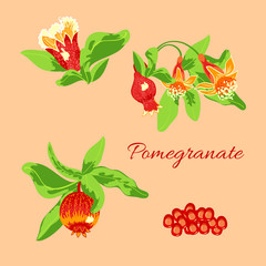 blossoming pomegranate fruits