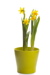 yellow daffodils in pot isolated