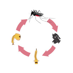 Vector illustration of the life cycle of a tiger mosquito