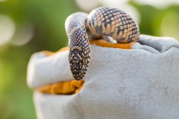 Obraz premium Lampropeltis getula meansi, commonly known as Apalachicola Kings