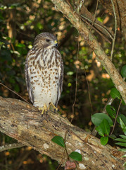 Red Shouldered Hawk