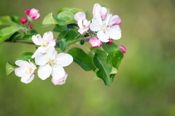  flowers in spring