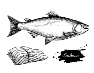 Vector vintage salmon drawing. Hand drawn monochrome seafood ill - 103829411
