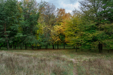 Glade in a mixed forest in autumn 