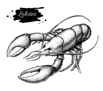 Lobster sketch icon Royalty Free Vector Image  VectorStock