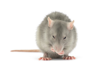 rat isolated on white