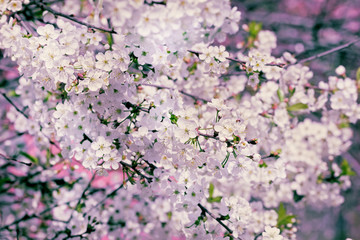 Flowering branches of cherry in pink