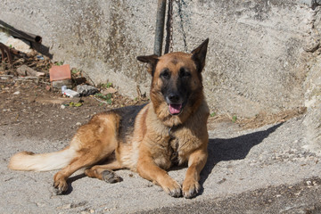 tied german shepherd