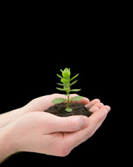 hands holding young plant. Ecology concept