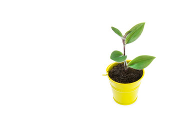 plant tree growing seedling in soil isolated on white