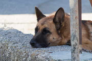 german shepherd waiting for his friend