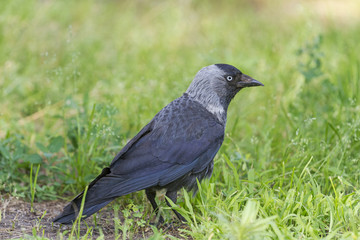 jackdaw among the green grass/jackdaw among green grass looking for food