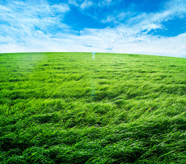 Obraz na płótnie Canvas field of grass and perfect sky