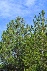 Pine trees and the sky
