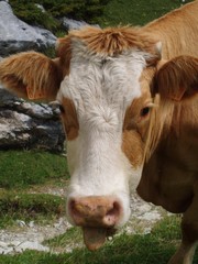 Vache au Pas de la Porte