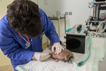 Le vétérinaire ausculte un hérisson, il est nécessaire de l'anesthésier pour vérifier sa santé et son obésité, avant l'hibernation,
