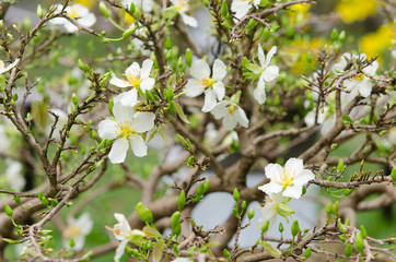 White Prunus mume flowers