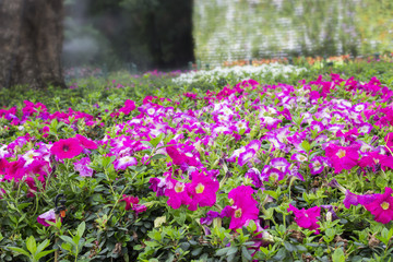 Petunia flowers in a garden