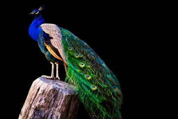 Fototapeta premium peacock on black background