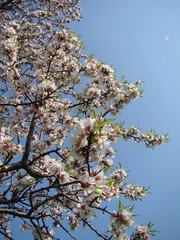 cherry Tree at Easter