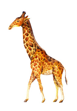 Watercolor giraffe illustration