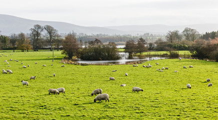 Irish sheep farm