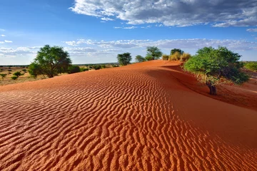 Cercles muraux Sécheresse Désert du Kalahari, Namibie