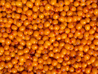 Background of sea buckthorn berries.
