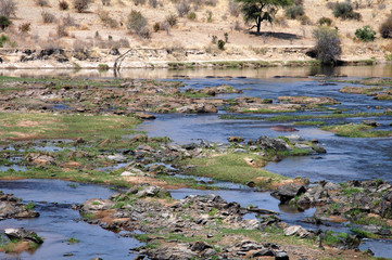 A river in the savanna - Tanzania - Africa 33