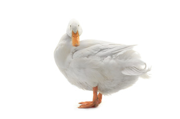 duck