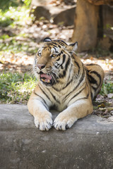 Bengal tiger sleeping