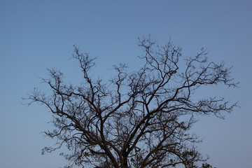 Background of trees