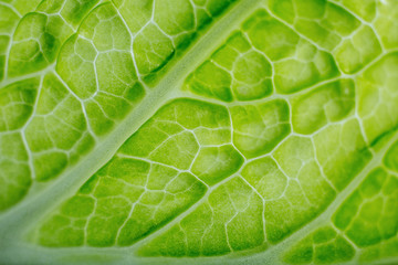 Fresh Green Leaf of Lettuce.Close up of lettuce.
