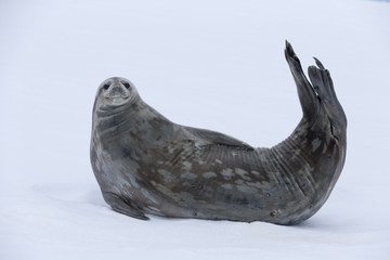 Weddell seal, Antarctica. © Johannes Jensås