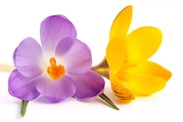 Abwaschbare Fototapete Krokusse Gelbe und lila Krokusblüte