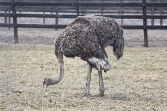 Young ostrich grazing on the ostrich farm